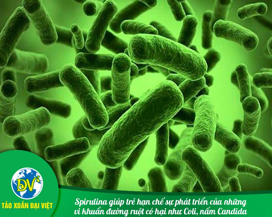 Spirulina giúp trẻ hạn chế sự phát triển của những vi khuẩn đường ruột có hại như Coli, nấm Candida.