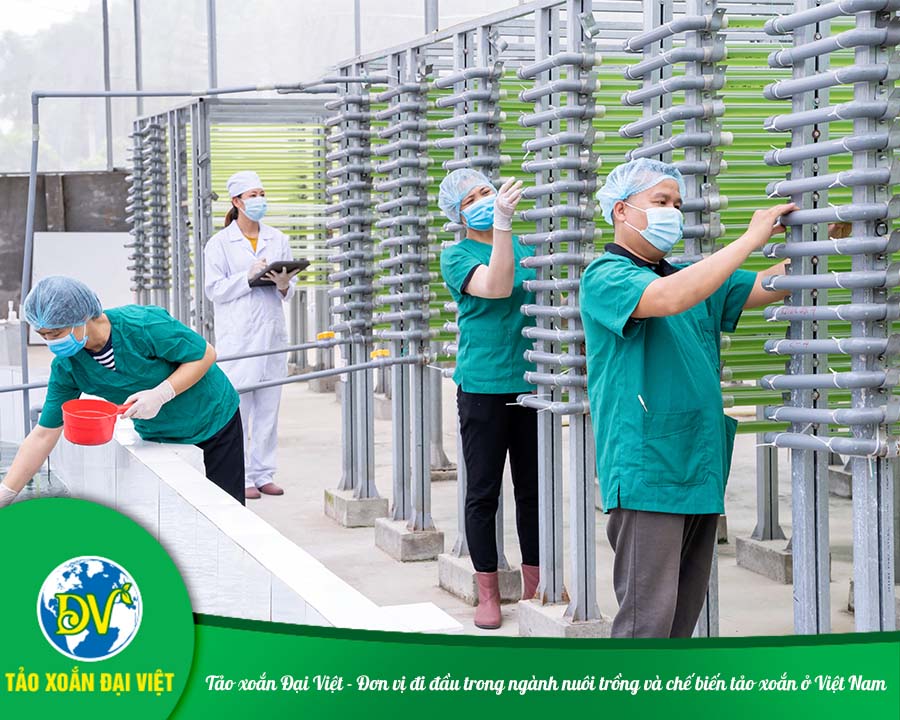 Tảo xoắn Đại Việt - Đơn vị đi đầu trong ngành nuôi trồng và chế biến tảo xoắn ở Việt Nam
