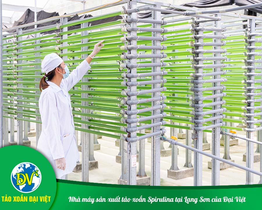 Nhà máy sản xuất tảo xoắn Spirulina tại Lạng Sơn của Đại Việt