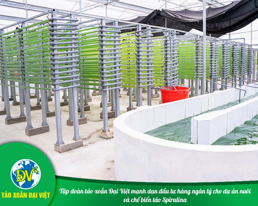 Tập đoàn tảo xoắn Đại Việt mạnh dạn đầu tư hàng ngàn tỷ cho dự án nuôi và chế biến tảo Spirulina