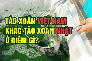 Tảo xoắn Việt Nam khác tảo xoắn Nhật ở điểm gì?