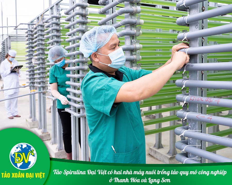 Tảo Spirulina Đại Việt có hai nhà máy nuôi trồng tảo quy mô công nghiệp ở Thanh Hóa và Lạng Sơn
