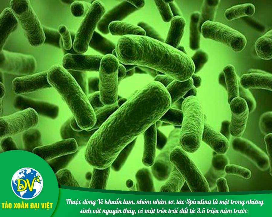 Thuộc dòng Vi khuẩn Lam, nhóm nhân sơ, tảo Spirulina là một trong những sinh vật nguyên thủy, có mặt trên trái đất từ 3,5 triệu năm trước