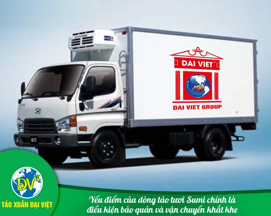 Yếu điểm của dòng tảo tươi Sumi chính là điều kiện bảo quản và vận chuyển khắt khe. Yếu điểm của dòng tảo tươi Sumi chính là điều kiện bảo quản và vận chuyển khắt khe.