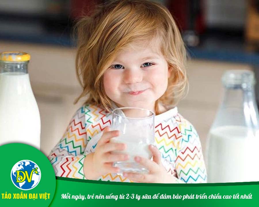 Mỗi ngày, trẻ nên uống từ 2-3 ly sữa để đảm bảo phát triển chiều cao tốt nhất