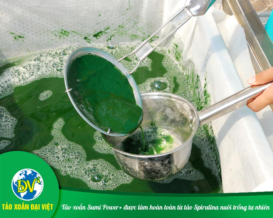 Tảo xoắn Sumi Power+ được làm hoàn toàn từ tảo Spirulina nuôi trồng tự nhiên