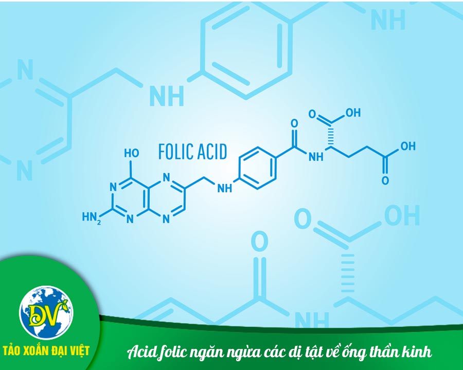 Acid folic ngăn ngừa các dị tật về ống thần kinh.