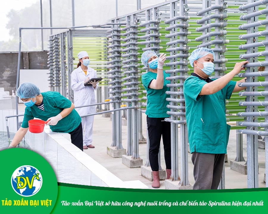 Tảo xoắn Đại Việt sở hữu công nghệ nuôi trồng và chế biến tảo Spirulina hiện đại nhất