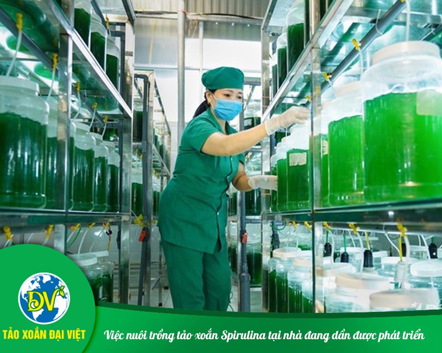 Việc nuôi trồng tảo xoắn Spirulina tại nhà đang dần được phát triển