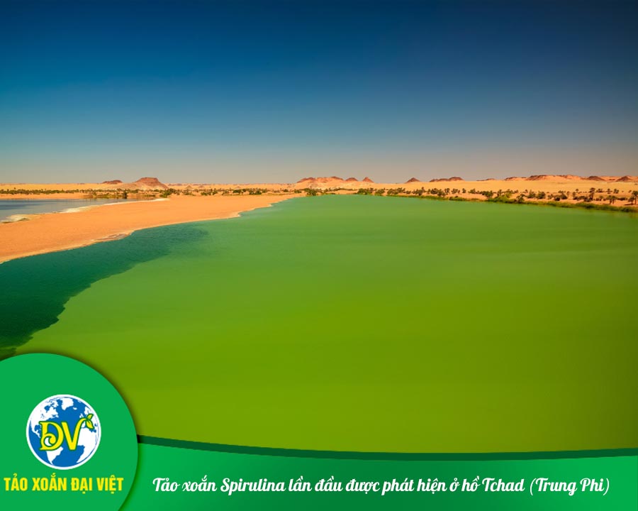 Tảo xoắn Spirulina lần đầu được phát hiện ở hồ Tchad (Trung Phi)