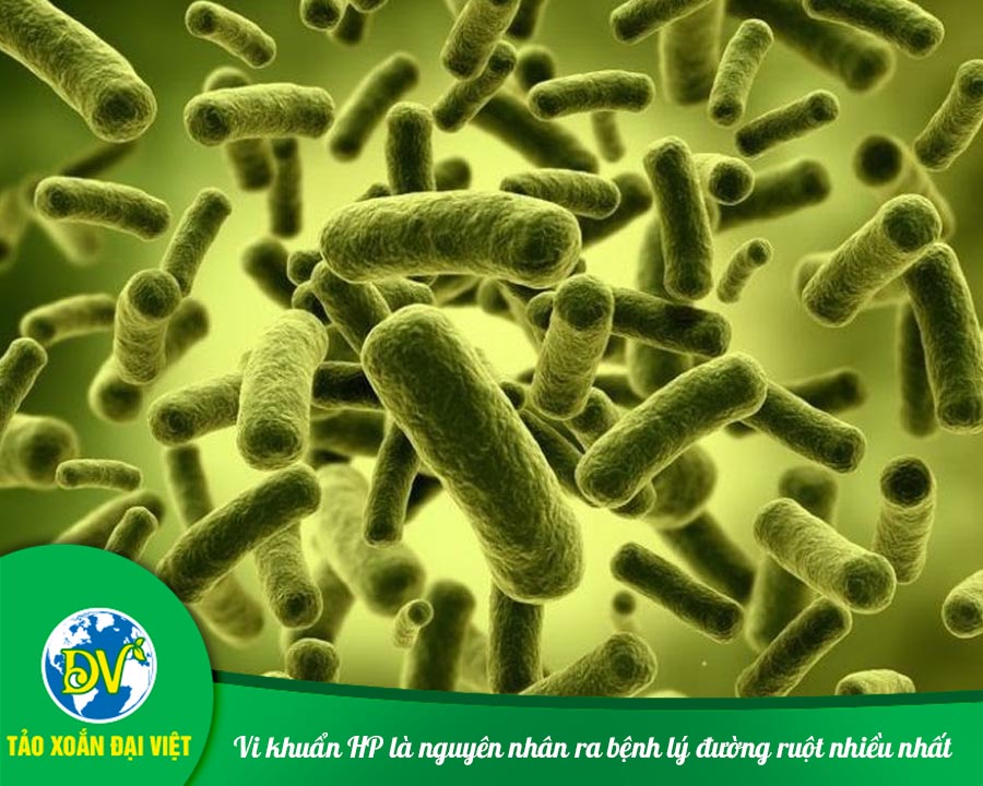 Vi khuẩn HP là nguyên nhân ra bệnh lý đường ruột nhiều nhất