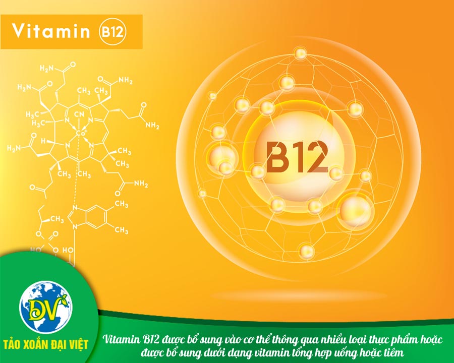 Vitamin B12 được bổ sung vào cơ thể thông qua nhiều loại thực phẩm hoặc được bổ sung dưới dạng vitamin tổng hợp uống hoặc tiêm.