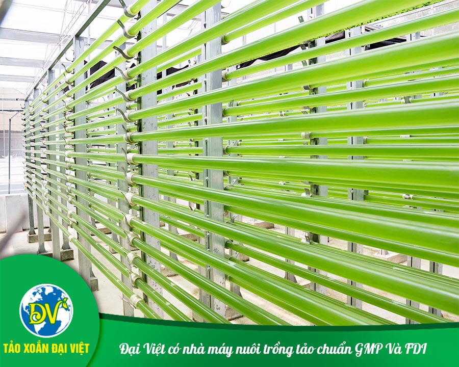 Đại Việt có nhà máy nuôi trồng tảo chuẩn GMP Và FDI