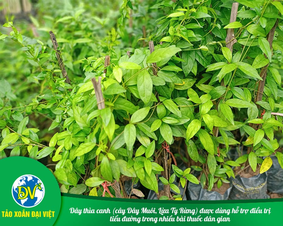 Dây thìa canh (cây Dây Muôi, Lừa Ty Rừng) được dùng hỗ trợ điều trị tiểu đường trong nhiều bài thuốc dân gian