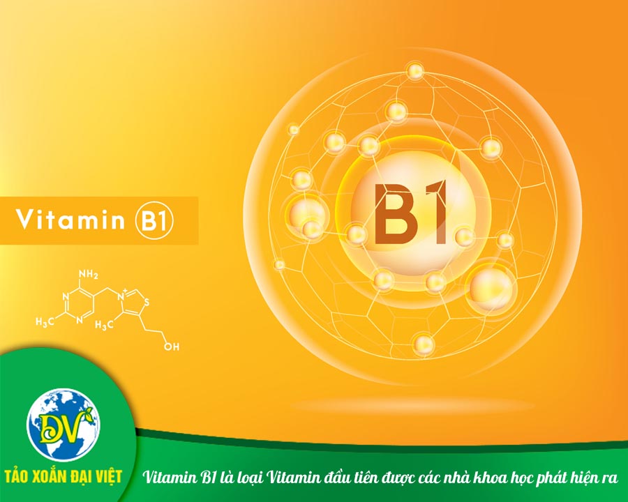 Vitamin B1 là loại Vitamin đầu tiên được các nhà khoa học phát hiện ra