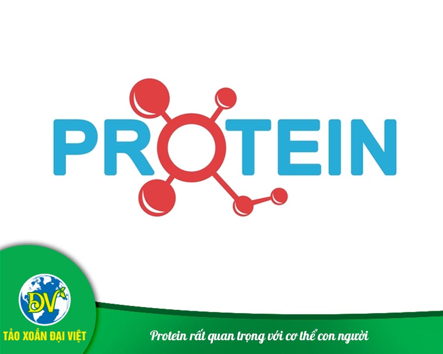 Protein rất quan trọng với cơ thể con người