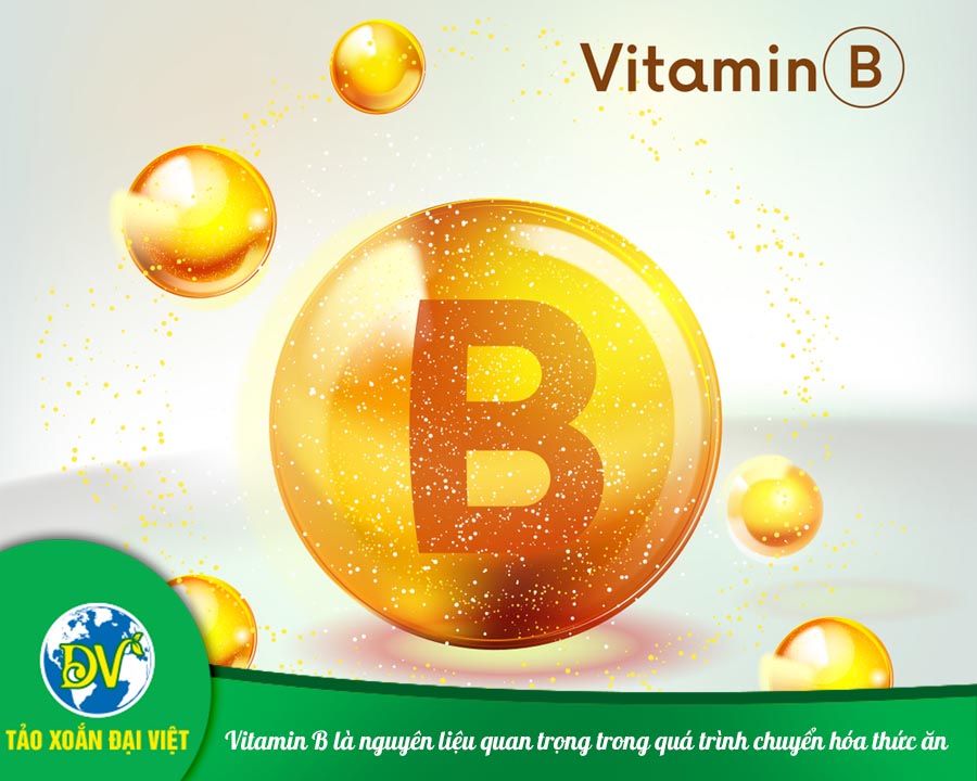 Vitamin B là nguyên liệu quan trọng trong quá trình chuyển hóa thức ăn