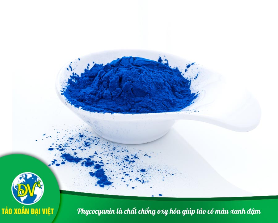 Phycocyanin là chất chống oxy hóa giúp tảo có màu xanh đậm