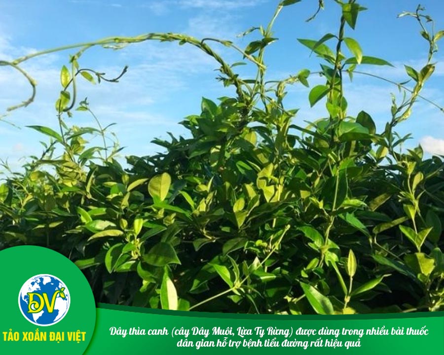 Dây thìa canh (cây Dây Muôi, Lừa Ty Rừng) được dùng trong nhiều bài thuốc dân gian hỗ trợ bệnh tiểu đường rất hiệu quả