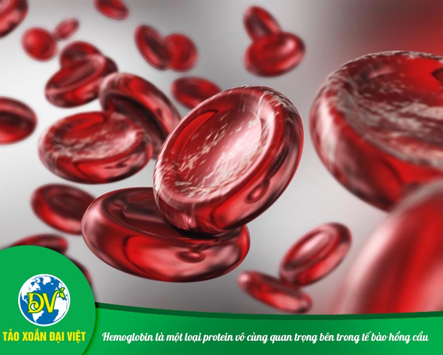 Hemoglobin là một loại protein vô cùng quan trọng bên trong tế bào hồng cầu