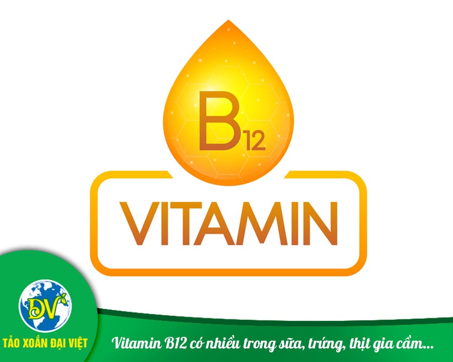 Vitamin B12 có nhiều trong sữa, trứng, thịt gia cầm…