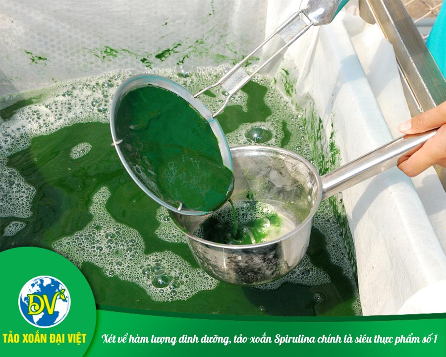 Xét về hàm lượng dinh dưỡng, tảo xoắn Spirulina chính là siêu thực phẩm số 1