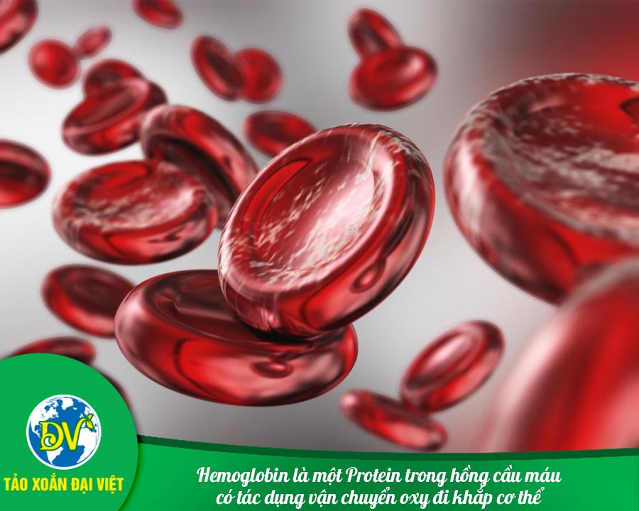Hemoglobin là một Protein trong hồng cầu máu có tác dụng vận chuyển oxy đi khắp cơ thể