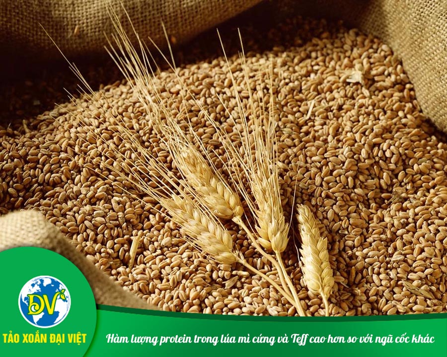 Hàm lượng protein trong lúa mì cứng và Teff cao hơn so với ngũ cốc khác. 