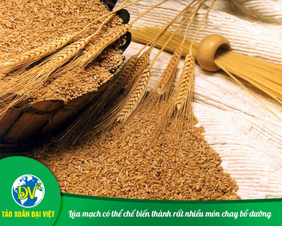 Lúa mạch có thể chế biến thành rất nhiều món chay bổ dưỡng