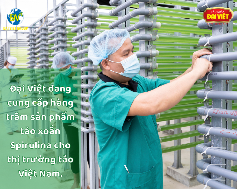 Hiện nay, Đại Việt đang cung cấp hàng trăm sản phẩm tảo xoắn Spirulina cho thị trường tảo Việt Nam.
