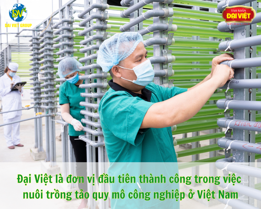 Đại Việt là đơn vị đầu tiên thành công trong việc nuôi trồng tảo quy mô công nghiệp ở Việt Nam