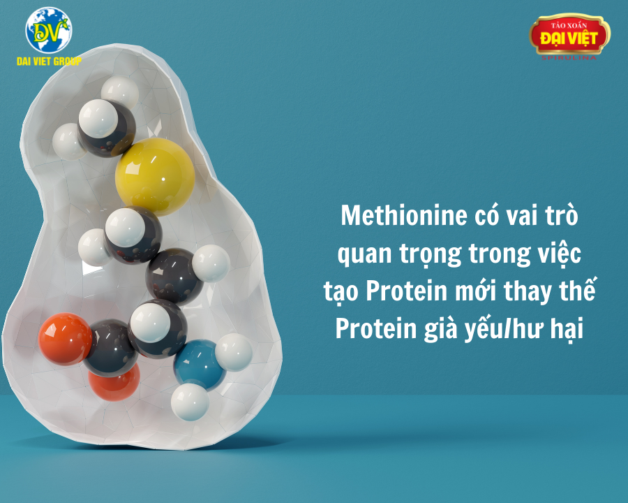 Methionine còn có vai trò quan trọng trong việc tạo Protein mới thay thế Protein già yếu hoặc hư hại