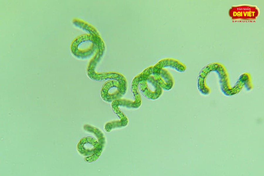 Tảo xoắn Spirulina có cấu trúc dạng sợi xoắn màu xanh lục sống ở vùng nước mặn, nước lợ