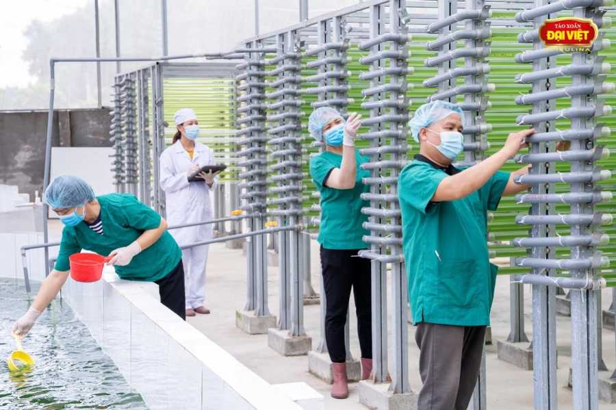Tảo Spirulina là thành phần chính của sữa tảo dinh dưỡng Đại Việt