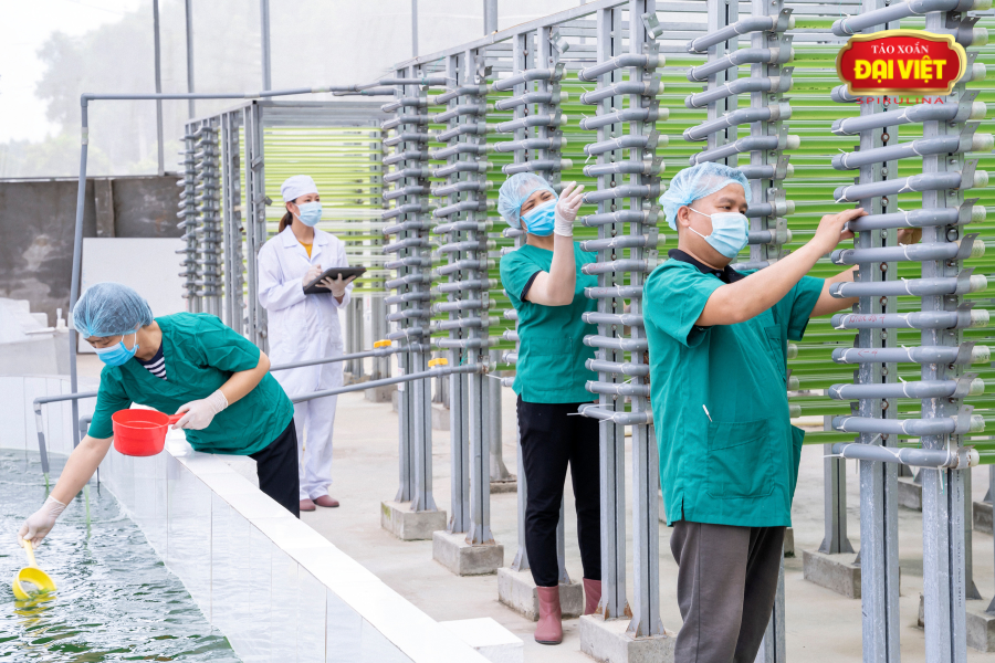 Đại Việt đơn vị nuôi trồng thành công tảo Spirulina tại Việt Nam