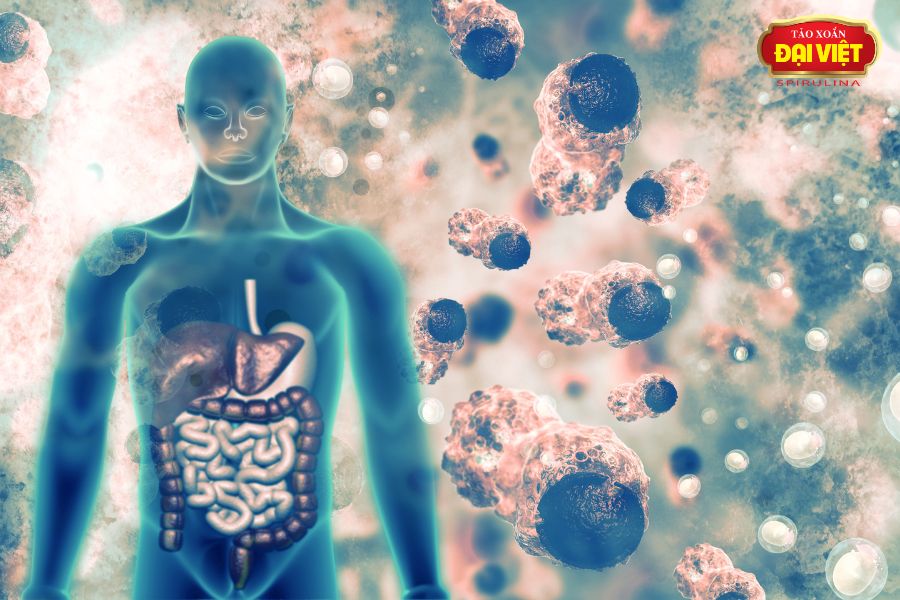 Tảo Spirulina giảm đi sự xuất hiện của những tế bào ung thư