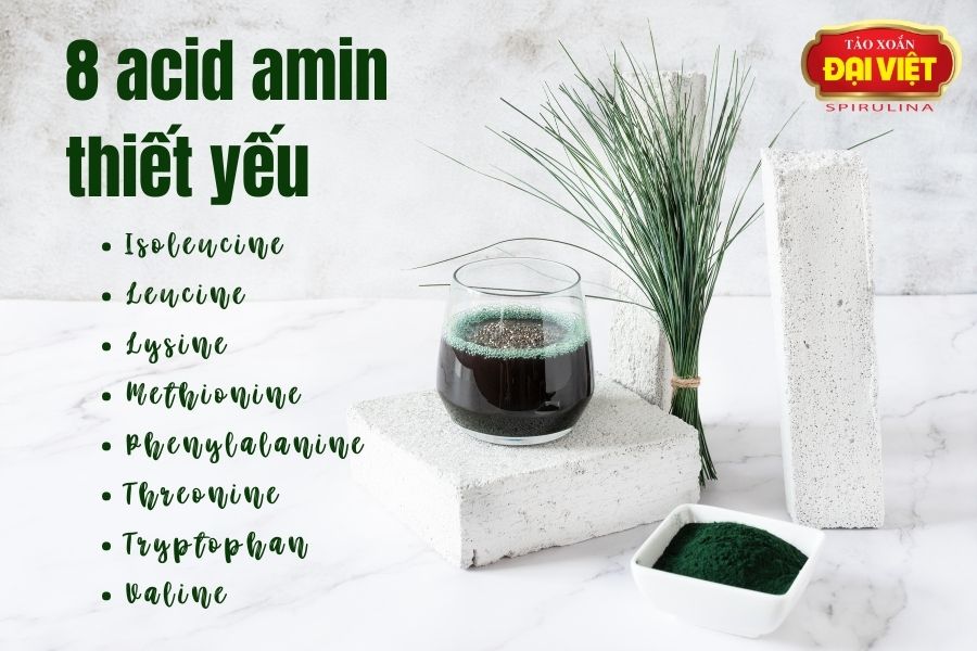 Tảo xoắn Đại Việt chứa 8 loại acid amin thiết yếu