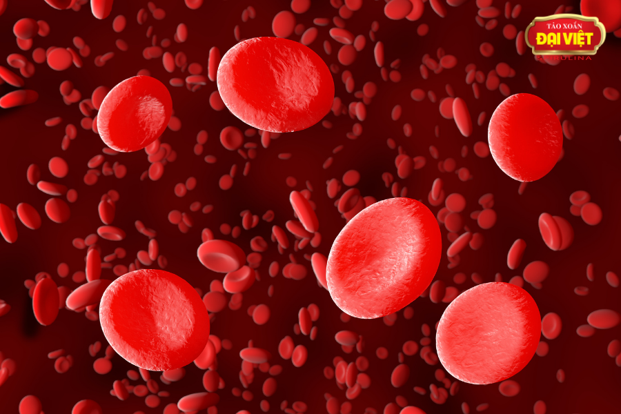 Sử dụng tảo xoắn thường xuyên giúp kích thích sản sinh ra lượng các Hemoglobin có trong hồng cầu