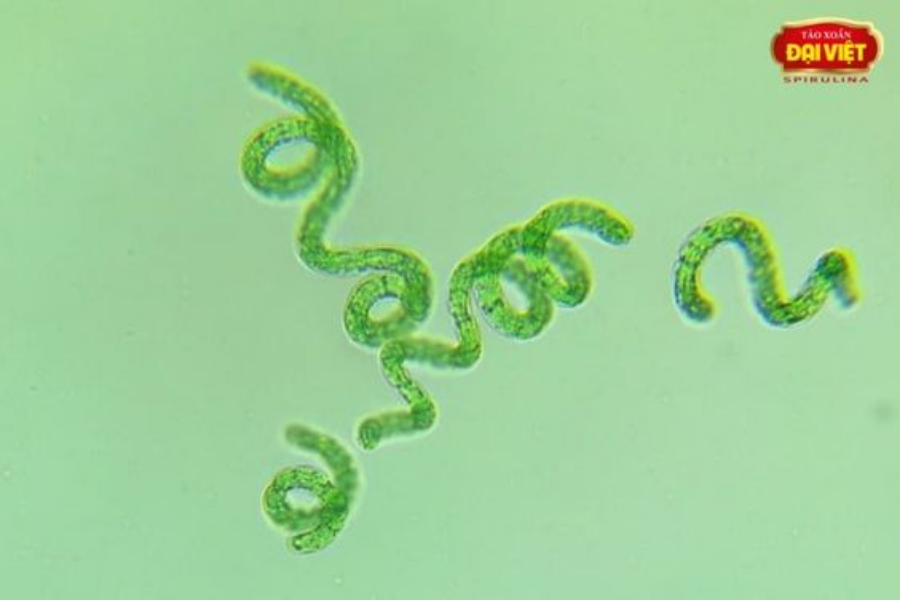 Tảo xoắn có kích thước rất nhỏ, chỉ có thể quan sát dưới kính hiển vi - Uống tảo xoắn có bị nổi mụn không?
