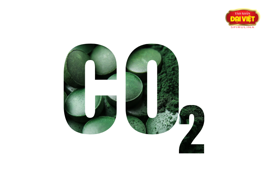 Tảo xoắn có khả năng quang hợp như một loài thực vật giúp hấp thụ khí CO2