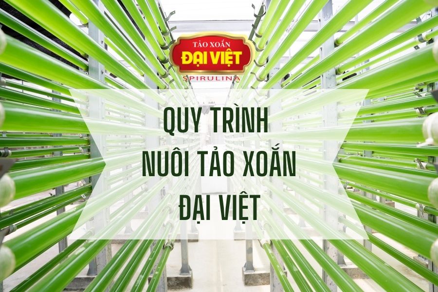 Quy trình nuôi tảo xoắn Đại Việt